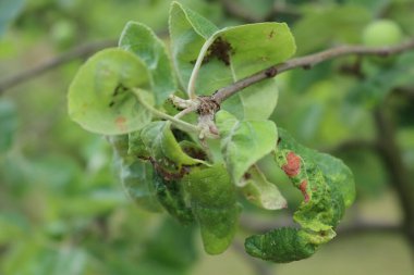 Baharda meyve bahçesindeki yeşil elma yaprakları yeşil yaprak bitlerini istila eder.