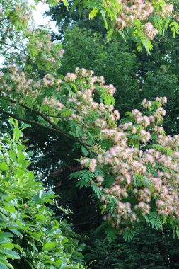  Pembe ipek ağacı çiçeği de denir. Kiraz defne çiti yakınlarında. Prunus Laurocerasus yakınlarındaki bahçede açan Albizia Julibrissin 