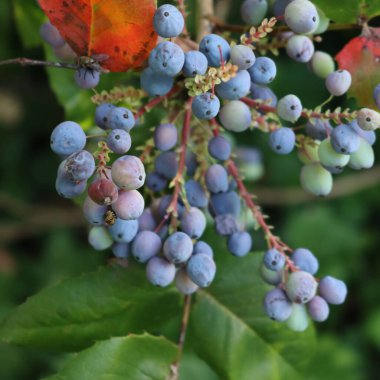 Mahonia aquifolium çalılığına yakın plan. Bahçedeki dalların üzerinde mavi böğürtlen var. Mahonia çalılığı yazın