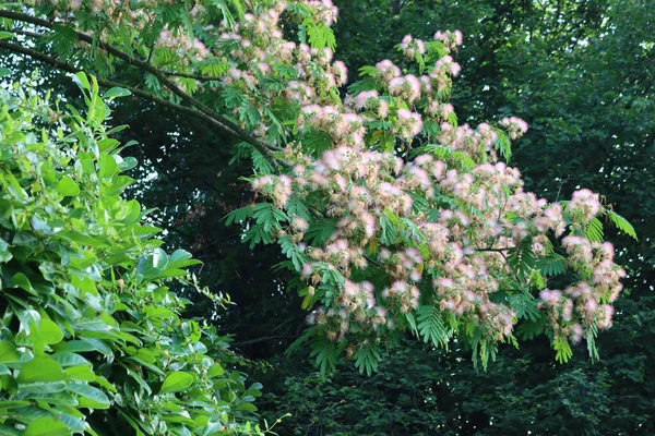 Περσικό Μεταξένιο Δέντρο Λουλούδια Ονομάζεται Επίσης Ροζ Μεταξωτό Δέντρο Κοντά — Φωτογραφία Αρχείου