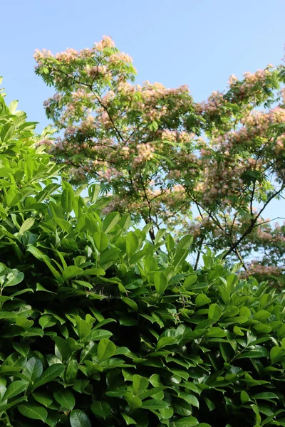 Flores Árbol Seda Persa También Llamado Árbol Seda Rosada Cerca — Foto de Stock