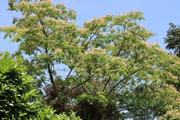 Pembe Ipek Ağacı Çiçeği Denir Kiraz Defne Çiti Yakınlarında Prunus — Stok fotoğraf