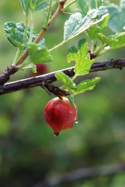 Zralé Červené Angrešt Ovoce Větvi Pokryté Kapkami Deště Ribes Uva — Stock fotografie