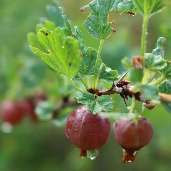 Zralé Červené Angrešt Ovoce Větvi Pokryté Kapkami Deště Ribes Uva — Stock fotografie