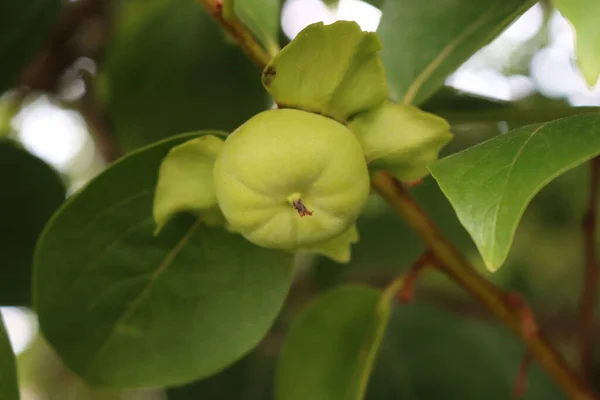 Close Green Unripe Kaki Persimmon Fruit Branch Summer Diospyros Kaki — ストック写真