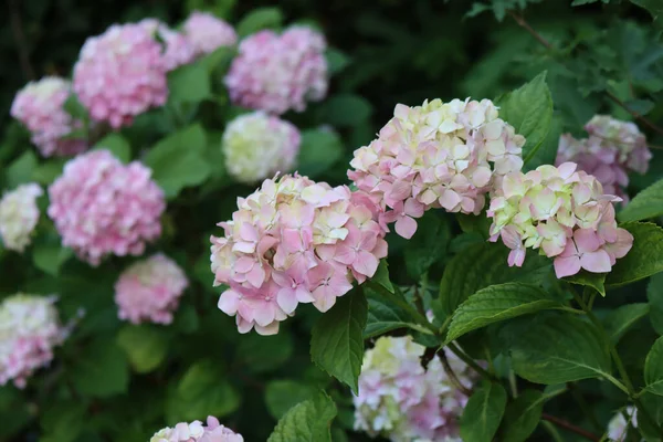 Fiori Ortensia Rosa Bianca Cespuglio Giardino Ortensia Macrophyla Estate — Foto Stock