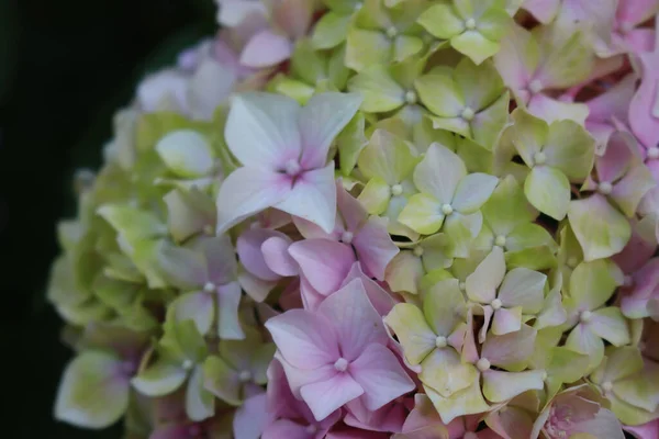 在花园里的灌木丛中 粉色和白色的绣花花的特写 夏天的大型水生植物 — 图库照片