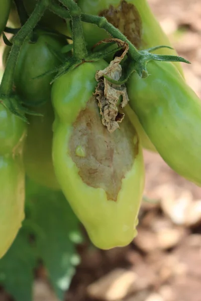 Green tomato mildew disease. A close-up of a tomato plant with rotten unripe tomatoes  infected by mildew disease