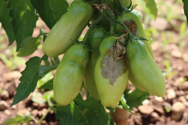 Green tomato mildew disease. A close-up of a tomato plant with rotten unripe tomatoes  infected by mildew disease