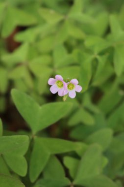 Bahçede çiçek açan Oxalis asetosella latifolia bitkisi. Oxalis latifolia Yazın küçük pembe çiçeklerle