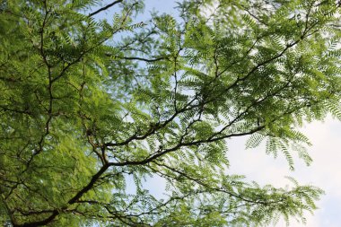 Gleditsia triacanthos ağacı. # Dikenli bal çekirgesi # # Bahçedeki yeşil ağaç #