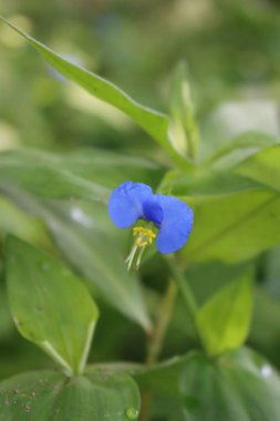 Commelina Coelestis 'in küçük mavi ve sarı çiçekleri ya da mavi örümcek otu yazın bahçede.