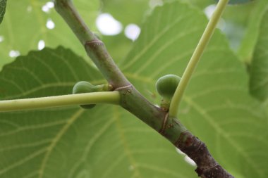 Green unripe figs growing on branches. Fig tree on summer. Ficus carica