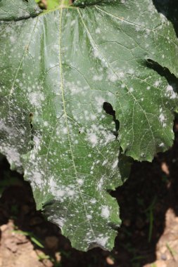 Sebze bahçesindeki kabak bitkisinin üzerindeki pudra küfünün yakın çekimi. Kabak yaprakları hastalıktan zarar görmüş.