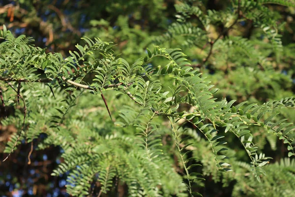 Gleditsia Triacanthos Tree Thorny Honey Locust Green Tree Summer Garden — Stockfoto