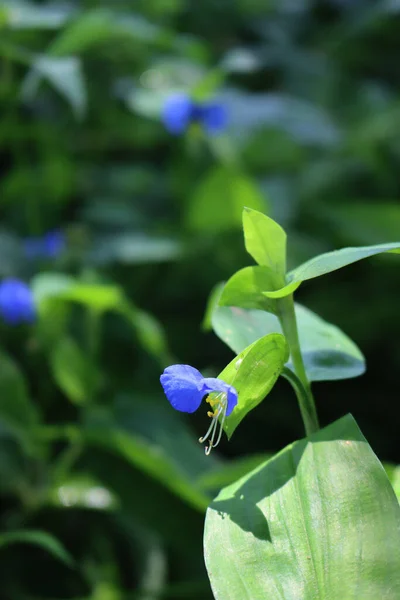 Pequenas Flores Azuis Amarelas Commelina Coelestis Blue Spiderwort Jardim Verão — Fotografia de Stock
