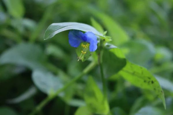 Μικρά Μπλε Και Κίτρινα Λουλούδια Της Commelina Coelestis Blue Spiderwort — Φωτογραφία Αρχείου