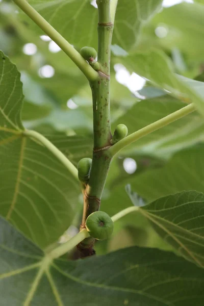 Green Unripe Figs Growing Branches Fig Tree Summer Ficus Carica — Fotografia de Stock