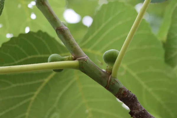 Green Unripe Figs Growing Branches Fig Tree Summer Ficus Carica — Fotografia de Stock