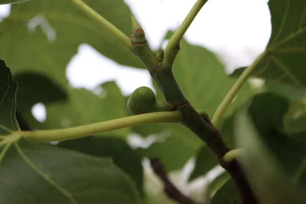 Green Unripe Figs Growing Branches Fig Tree Summer Ficus Carica — Fotografia de Stock