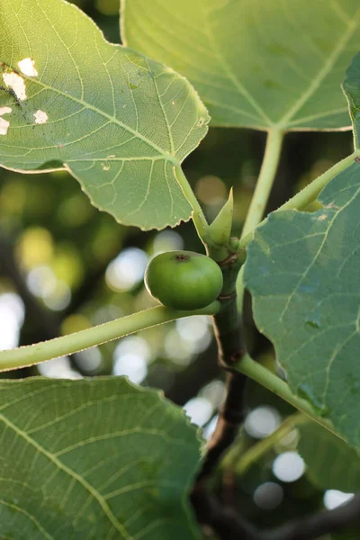 Green Unripe Figs Growing Branches Fig Tree Summer Ficus Carica — Fotografia de Stock