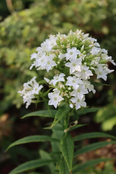 Phlox Paniculata White Flowers Plant Garden Phlox Bloom Summer — Stock Photo, Image