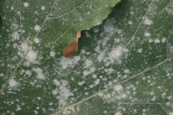 在蔬菜园中 对杜鹃属植物进行粉状霉菌的特写研究 杜鹃叶子因病受损 — 图库照片