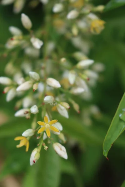 Kwitnący Krzak Nandina Domestica Zbliżenie Białych Kwiatów Niebieskiego Bambusa Kroplami — Zdjęcie stockowe