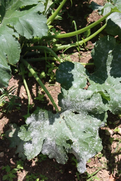 Gros Plan Sur Oïdium Sur Courgette Dans Potager Feuilles Courgettes — Photo