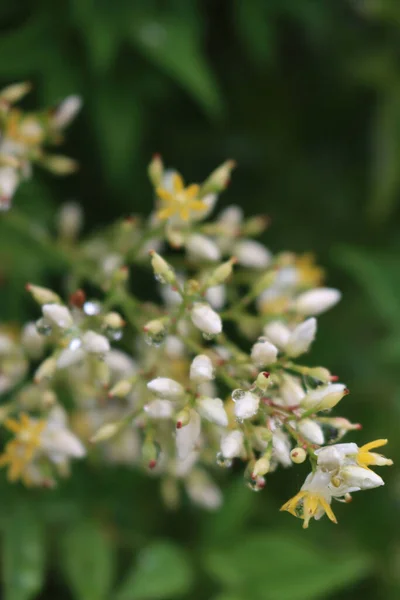 Nandina Domestica Bush Bloom Close White Flowers Heavenly Bamboo Raindrops — Stock Photo, Image