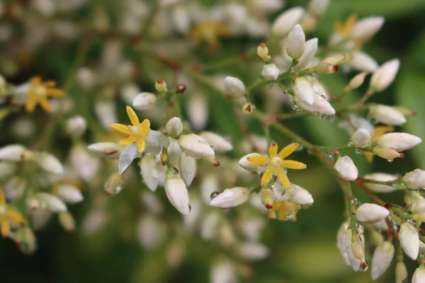 Kwitnący Krzak Nandina Domestica Zbliżenie Białych Kwiatów Niebieskiego Bambusa Kroplami — Zdjęcie stockowe