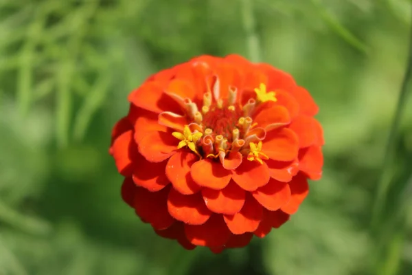 Close Orange Zinnia Bloom Garden Zinnia Elegans — Stockfoto