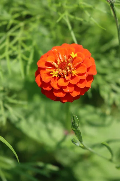 Close Orange Zinnia Bloom Garden Zinnia Elegans — Stockfoto