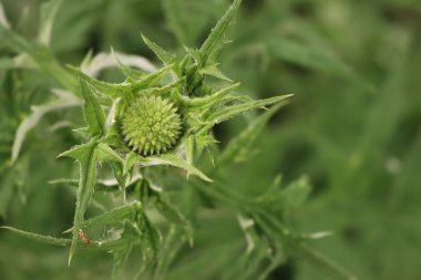 Çiçek tarhında yeşil Echnops çiçeği. Dünya devedikenleri yazın çiçek açar.