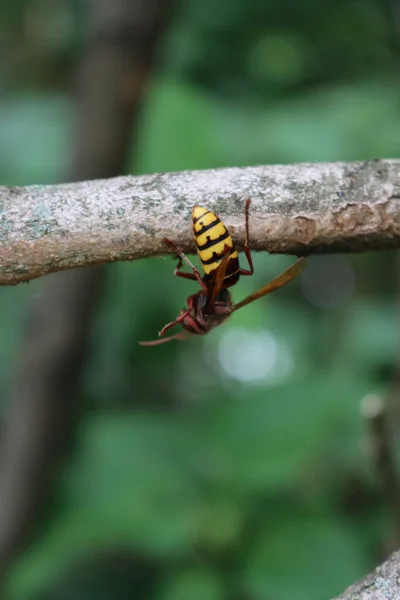 Hornet Vosy Větvi Stromu Zahradě Létě Vespa Kraby Hmyz — Stock fotografie
