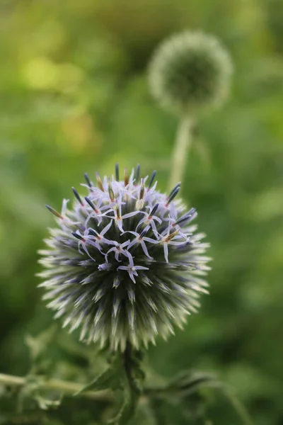 Голубые Цветы Клумбе Растение Тернового Чертополоха Цветет Летом — стоковое фото