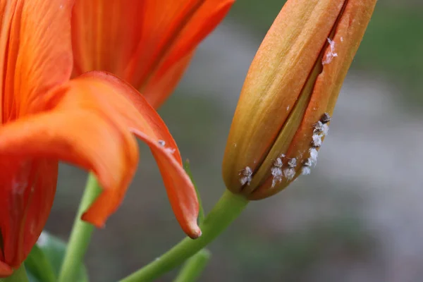 Close Cochineal Infestation Orange Lily Flowers Many Cochineal Insects Lilum — Stockfoto