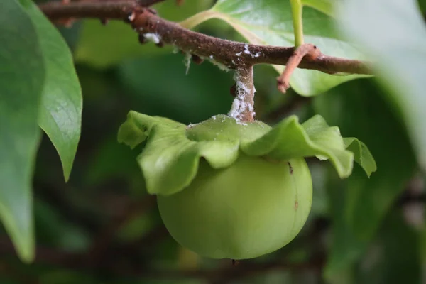 Citrus Flatid Planthopper Green Unripe Kaki Persimmon Fruit Branch Metcalfa — Stok fotoğraf