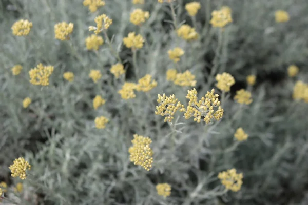 Achillea Clypeolata Background Yellow Flowers Yarrow — ストック写真