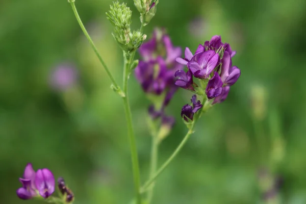 Close Beautiful Purple Alfalfa Flower Field Medicago Sativa Cultivation Bloom — Stockfoto