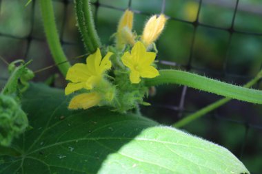 Sebze bahçesinde çiçek açan salatalık bitkisinin yakın çekimi. Salatalığın sarı çiçekleri. Salatalık sosu.