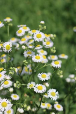 Erigeron annuus. Güneşli bir günde, yaban beyaz ve sarı papatyaların yakın çekimi, aynı zamanda pire papatyası olarak da bilinir.