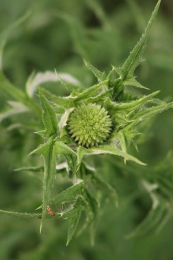 Çiçek tarhında yeşil Echnops çiçeği. Dünya devedikenleri yazın çiçek açar.