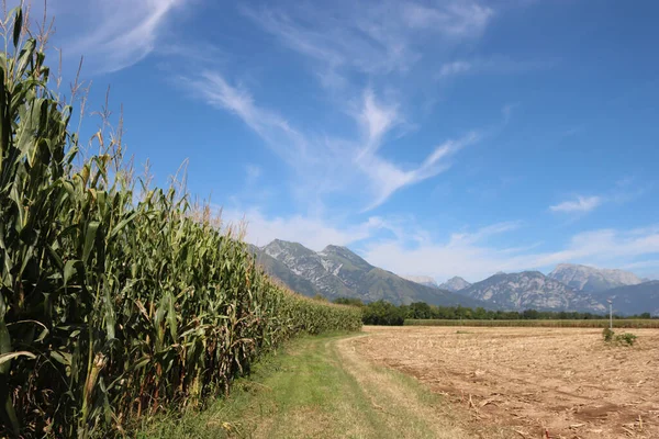 晴れた日に青い空に対して夏の季節に緑のトウモロコシ畑 トウモロコシ栽培 — ストック写真