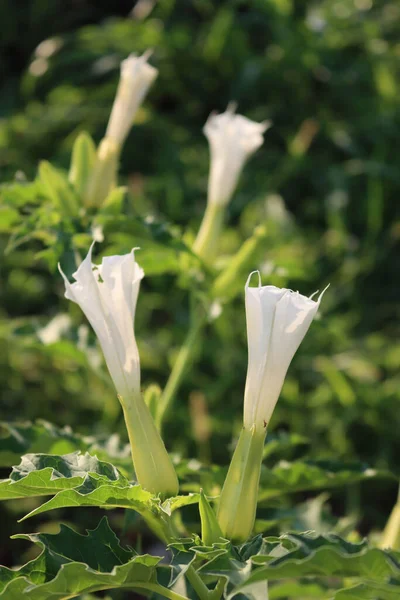 Jimson weed in bloom with white flowers. Datura stramonium also known as Devil\'s snare, Thorn Apple, Devil\'s Trumpet, Angel Tulip, Hell\'s Bells on summer