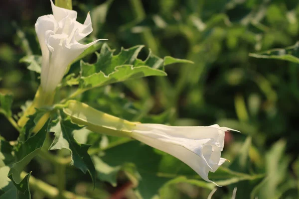 Jimson weed in bloom with white flowers. Datura stramonium also known as Devil\'s snare, Thorn Apple, Devil\'s Trumpet, Angel Tulip, Hell\'s Bells on summer