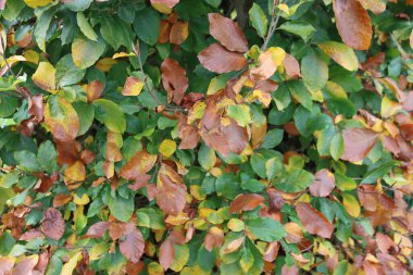 Sonbahar mevsiminde güneş ışığında güzel sarı yaprakları olan Avrupa kayın ağacı. Fagus sylvatica 