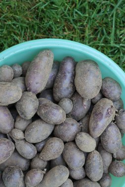 Taze kazılmış mor derili Vitelotte patatesleri yeşil çayırlarda toplandı.