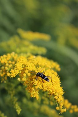 Goldenrod 'un sarı çiçeklerindeki gri ve siyah Coleoptera böceği. Coleoptera, Solidago dev çayında nektar yiyor.