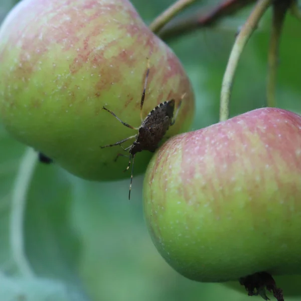 Brown Marmorated Bug Escudo Fruta Maçã Árvore Pomar Halyomorpha Halys — Fotografia de Stock